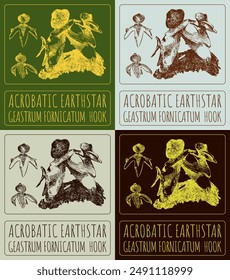 Set of vector drawing ACROBATIC EARTHSTAR  in various colors. Hand drawn illustration. The Latin name is GEASTRUM FORNICATUM  HOOK.
