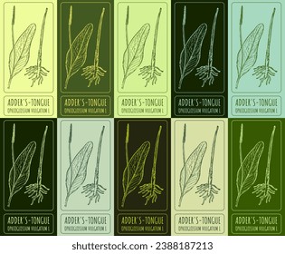 Set of vector drawing of ADDER'S-TONGUE in various colors. Hand drawn illustration. Latin name OPHIOGLOSSUM VULGATUM L.
