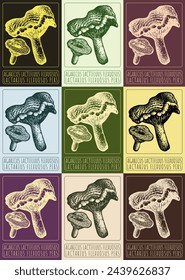 Set of vector drawing AGARICUS LACTIFLUUS FLEXUOSUS in various colors. Hand drawn illustration. The Latin name is LACTARIUS FLEXUOSUS PERS.
