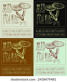 Set of vector drawing AGARICUS RUGOSORETICULATUS in various colors. Hand drawn illustration. The Latin name is CYSTODERMA AMIANTHINUM FAYOD.
