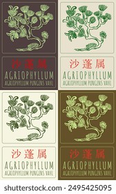 Set of vector drawing AGRIOPHYLLUM in Chinese in various colors. Hand drawn illustration. Latin name is AGRIOPHYLLUM PUNGENS VAHL.
