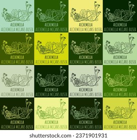Set of vector drawing of Alchemilla micans in various colors. Hand drawn illustration. Latin name ALCHEMILLA MICANS BUSER.
