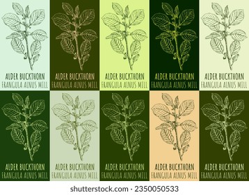 Set of vector drawing ALDER BUCKTHORN in various colors. Hand drawn illustration. The Latin name is FRANGULA ALNUS MILL.
