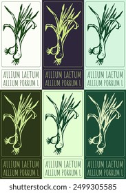 Set of vector drawing ALLIUM LAETUM in various colors. Hand drawn illustration. Latin name is ALLIUM PORRUM L.
