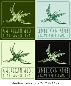 Set of vector drawing AMERICAN ALOE in various colors. Hand drawn illustration. The Latin name is AGAVE AMERICANA L.
