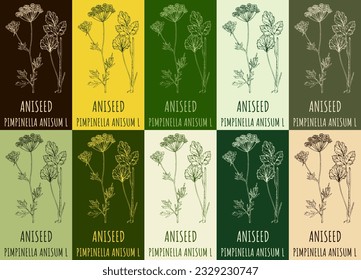 Set of vector drawing ANISEED in various colors. Hand drawn illustration. The Latin name is PIMPINELLA ANISUM L.
