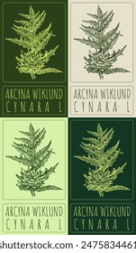 Set of vector drawing ARCYNA WIKLUND in various colors. Hand drawn illustration. The Latin name is CYNARA L.
