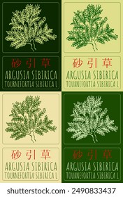 Set of vector drawing ARGUSIA SIBIRICA in Chinese in various colors. Hand drawn illustration. The Latin name is TOURNEFORTIA SIBIRICA L.
