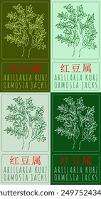 Set of vector drawing ARILLARIA KURZ in Chinese in various colors. Hand drawn illustration. Latin name is ORMOSIA JACKS.
