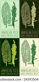 Set of vector drawing ARMENIAN DOCK in various colors. Hand drawn illustration. The Latin name is RUMEX CONFERTUS WILLD.
