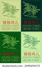 Set of vector drawing ASPALATHUS PYGMAEUS  in Chinese in various colors. Hand drawn illustration. The Latin name is CARAGANA PYGMAEA L.
