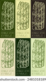 Set of vector drawing ASPARAGUS SATIVUS in various colors. Hand drawn illustration. The Latin name is ASPARAGUS L.
