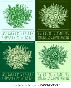 Set of vector drawing ASTRAGALUS DANICUS in various colors. Hand drawn illustration. The Latin name is ASTRAGALUS DASYANTHUS PALL.
