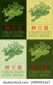 Set of vector drawing ASTRAGALUS JACQUINII  in Chinese in various colors. Hand drawn illustration. The Latin name is OXYTROPIS MONTANA L.
