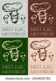 Set of vector drawing BANDED AGARIC in various colors. Hand drawn illustration. The Latin name is  AGARICUS BITORQUIS QUEL.
