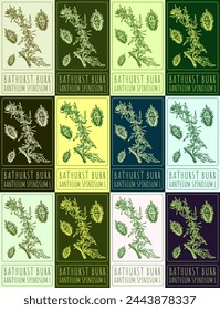Set of vector drawing BATHURST BURR in various colors. Hand drawn illustration. The Latin name is XANTHIUM SPINOSUM L.
