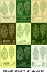 Set of vector drawing BEARBERRY LEAF in various colors. Hand drawn illustration. The Latin name is ARCTOSTAPHYLOS UVA-URSI L.
