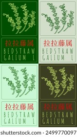 Set of vector drawing BEDSTRAW in Chinese in various colors. Hand drawn illustration. Latin name is GALIUM  L.
