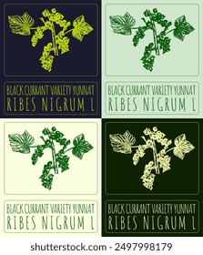 Set of vector drawing BLACK CURRANT VARIETY YUNNAT in various colors. Hand drawn illustration. Latin name is RIBES NIGRUM L.
