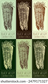 Set of vector drawing BLACK SALSIFY in various colors. Hand drawn illustration. The Latin name is SCORZONERA HISPANICA L.
