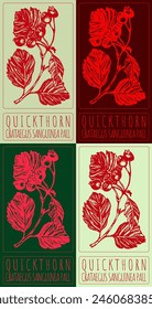 Conjunto de Vector dibujando ESPINO ROJO SANGRE en varios colores. Dibujado a mano ilustración. El nombre de Latina es CRATAEGUS SANGUINEA PALL.
