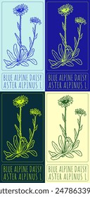 Set of vector drawing Blue alpine daisy in various colors. Hand drawn illustration. The Latin name is Aster alpinus L.
