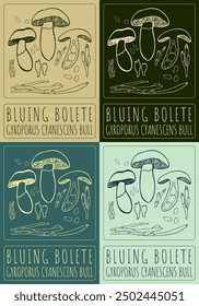 Set of vector drawing BLUING BOLETE in various colors. Hand drawn illustration. Latin name is GYROPORUS CYANESCENS BULL.
