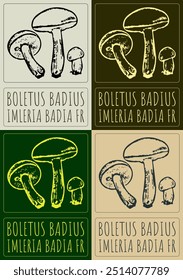 Set of vector drawing BOLETUS BADIUS in various colors. Hand drawn illustration. Latin name is IMLERIA BADIA FR.
