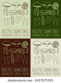 Set von Vektorgrafik Zeichnung BOLETUS CRAMESINUS in verschiedenen Farben. Handgezeichnete Illustration. Der Name des Latins ist AUREOBOLETUS GENTILIS POUZAR.
