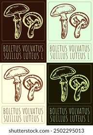 Set of vector drawing BOLETUS VOLVATUS  in various colors. Hand drawn illustration. Latin name is SUILLUS LUTEUS L.
