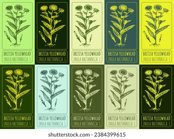 Set of vector drawing of BRITISH YELLOWHEAD in various colors. Hand drawn illustration. Latin name INULA BRITANNICA  L.

