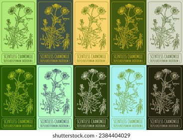 Satz von Vektorgrafik von BRITISH YELLOWHEAD in verschiedenen Farben. Handgezeichnete Illustration. lateinische Bezeichnung INULA BRITANNICA L.
