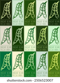 Set of vector drawing BROAD BEAN in various colors. Hand drawn illustration. Latin name is Vicia faba L.
