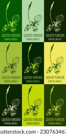 Set of vector drawing of BROADLEAF PLANTAIN in various colors. Hand drawn illustration. Latin name PLANTAGO MAJOR L.
