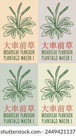 Set of vector drawing BROADLEAF PLANTAIN in Chinese in various colors. Hand drawn illustration. The Latin name is PLANTAGO MAJOR L.
