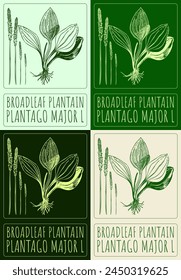 Set of vector drawing BROADLEAF PLANTAIN in various colors. Hand drawn illustration. The Latin name is PLANTAGO MAJOR L
