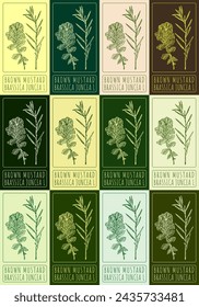 Set of vector drawing BROWN MUSTARD in various colors. Hand drawn illustration. The Latin name is BRASSICA JUNCEA L.
