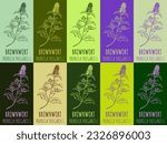 Set of vector drawing of BROWNWORT in various colors. Hand drawn illustration. Latin name PRUNELLA VULGARIS L.
