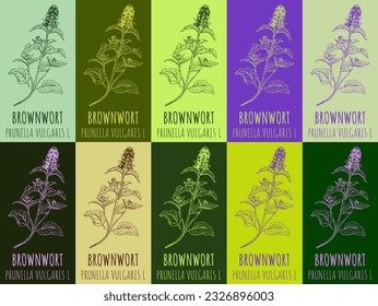 Set of vector drawing of BROWNWORT in various colors. Hand drawn illustration. Latin name PRUNELLA VULGARIS L.
