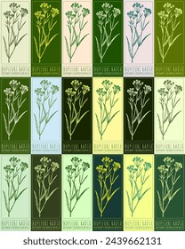 Set of vector drawing BUPLEURI RADIX in various colors. Hand drawn illustration. The Latin name is BUPLEURUM SCORZONERIFOLIUM WILLD.
