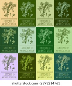 Set of vector drawing of BUTTONWEED in various colors. Hand drawn illustration. Latin name MALVA NEGLECTA WALLR.
