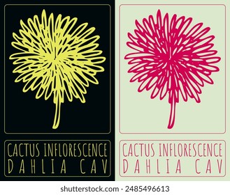  Set of vector drawing CACTUS INFLORESCENCE in various colors. Hand drawn illustration. The Latin name is DAHLIA CAV
