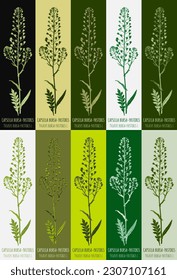Set of vector drawing of CAPSELLA BURSA-PASTORIS  in various colors. Hand drawn illustration. Latin name THLASPI BURSA-PASTORIS L. 
