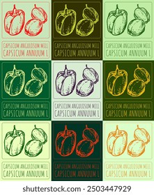 Set of vector drawing CAPSICUM CERASIFORME MILL in various colors. Hand drawn illustration. Latin name is CAPSICUM ANNUUM L.
