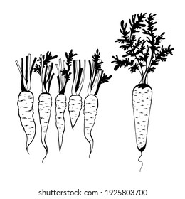 set vector drawing carrot, root vegetable, source of vitamins beta carotene, sketch carrot, vector drawings by hand isolated on a white background.