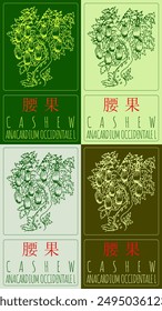 Set of vector drawing CASHEW in Chinese in various colors. Hand drawn illustration. Latin name is ANACARDIUM OCCIDENTALE L.
