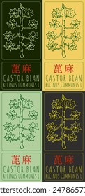 Set of vector drawing CASTOR BEAN in Chinese in various colors. Hand drawn illustration. The Latin name is RICINUS COMMUNIS L.
