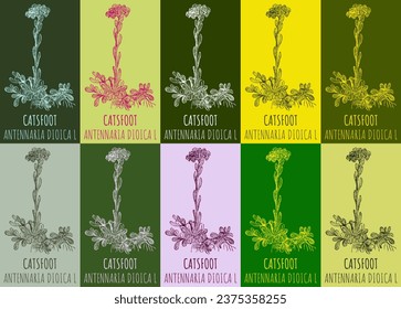 Set of vector drawing of CATSFOOT in various colors. Hand drawn illustration. Latin name ANTENNARIA DIOICA  L.
