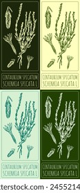 Set of vector drawing Centaurium spicatum in various colors. Hand drawn illustration. The Latin name is SCHENKIA SPICATA L.
