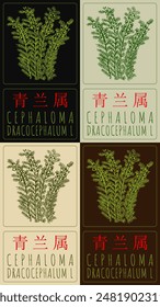 Set of vector drawing CEPHALOMA in Chinese in various colors. Hand drawn illustration. The Latin name is DRACOCEPHALUM L.
